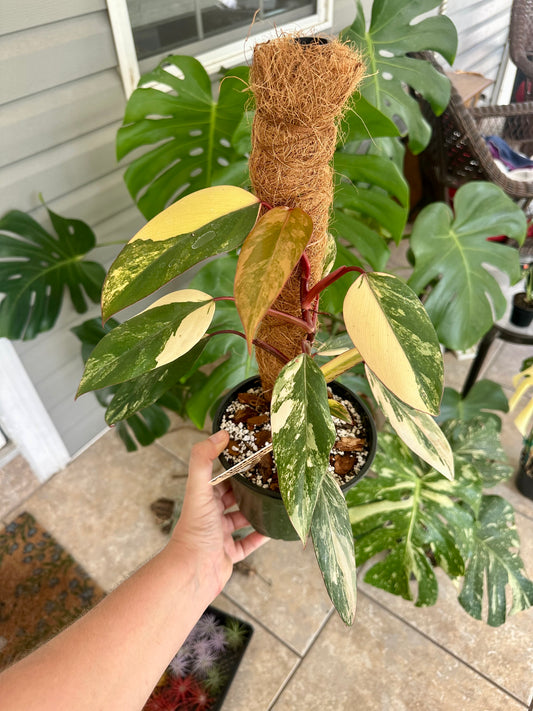 Philodendron Strawberry Shake