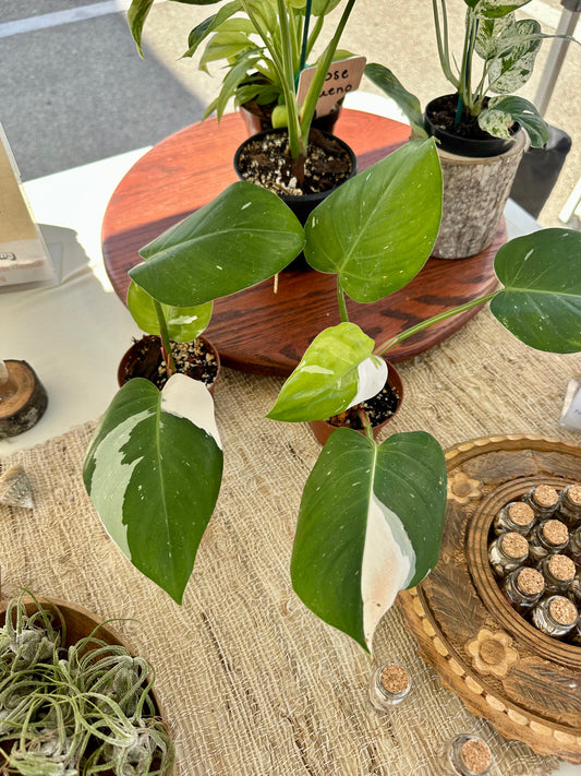 Philodendron White Princess