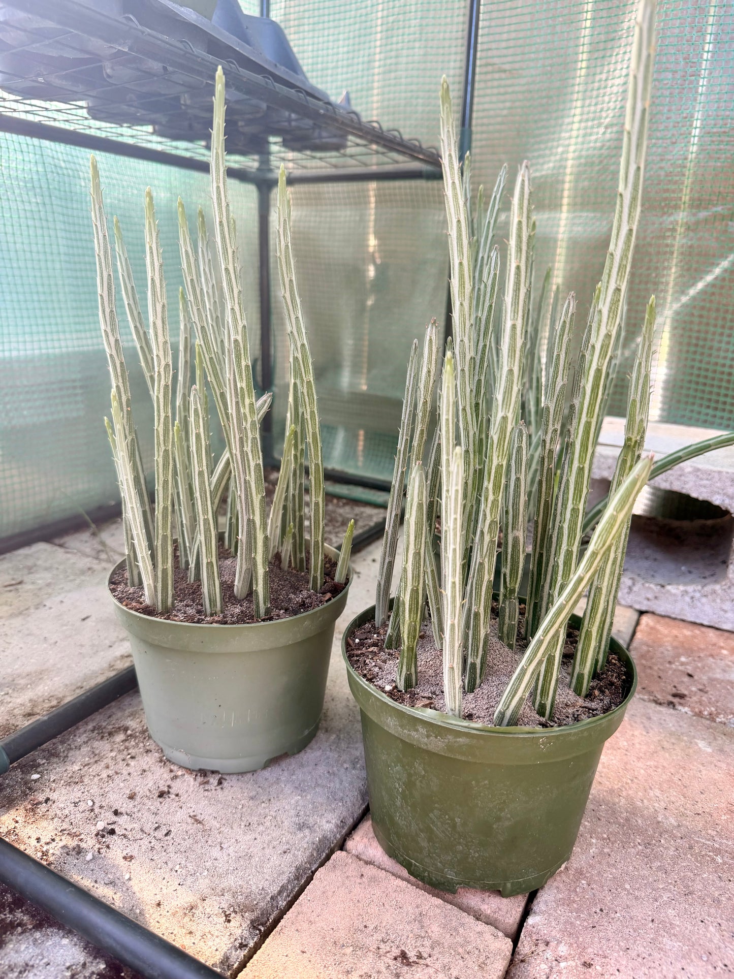 Pickle Plant