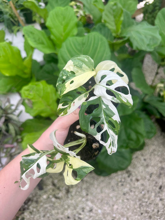 Monstera Adansonii Variegated