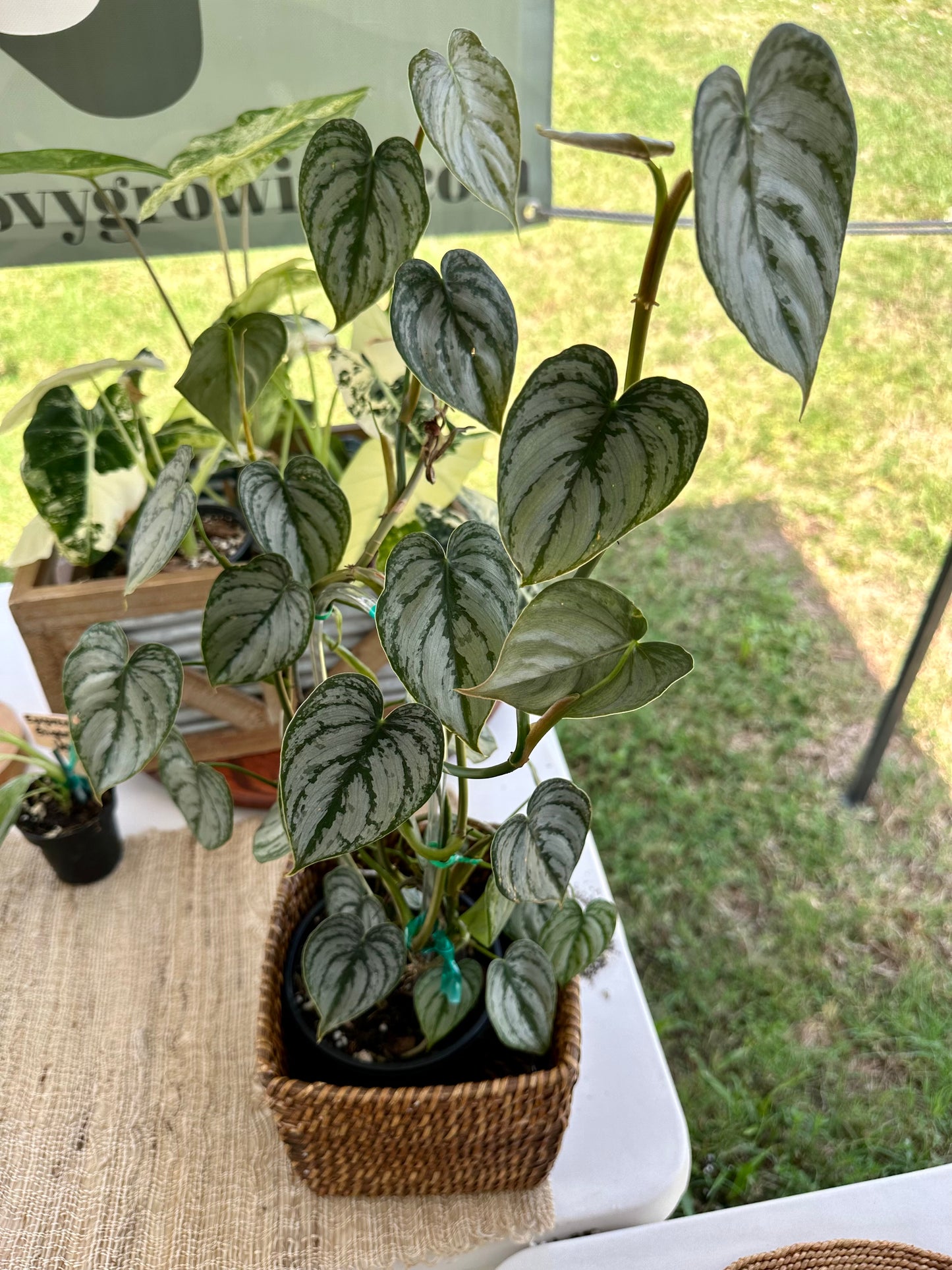 Philodendron Brandtianum