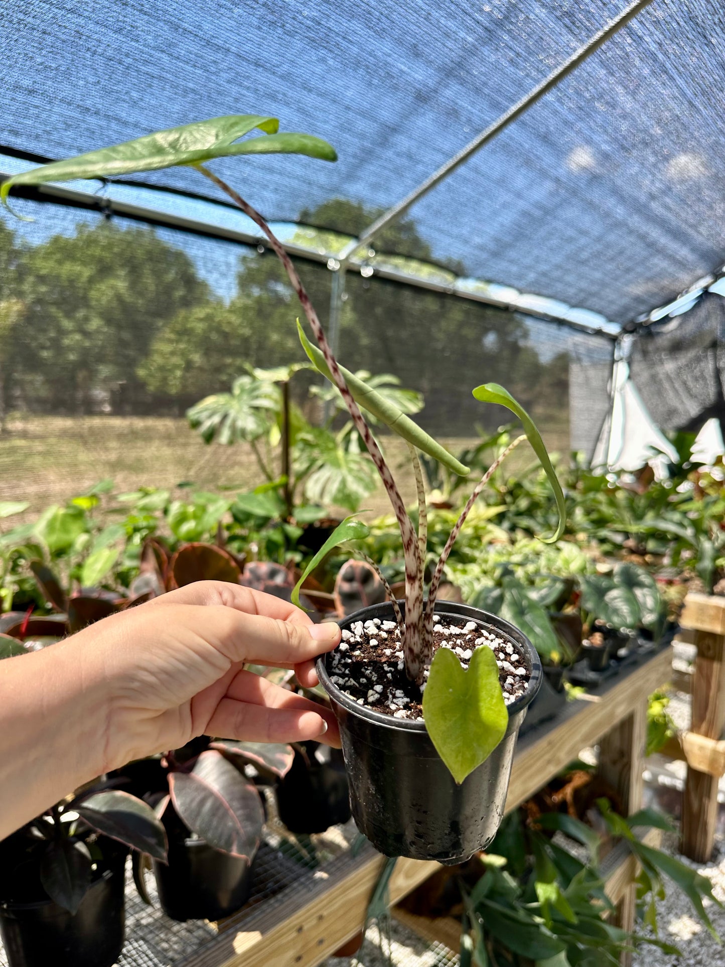 Alocasia Zebrina
