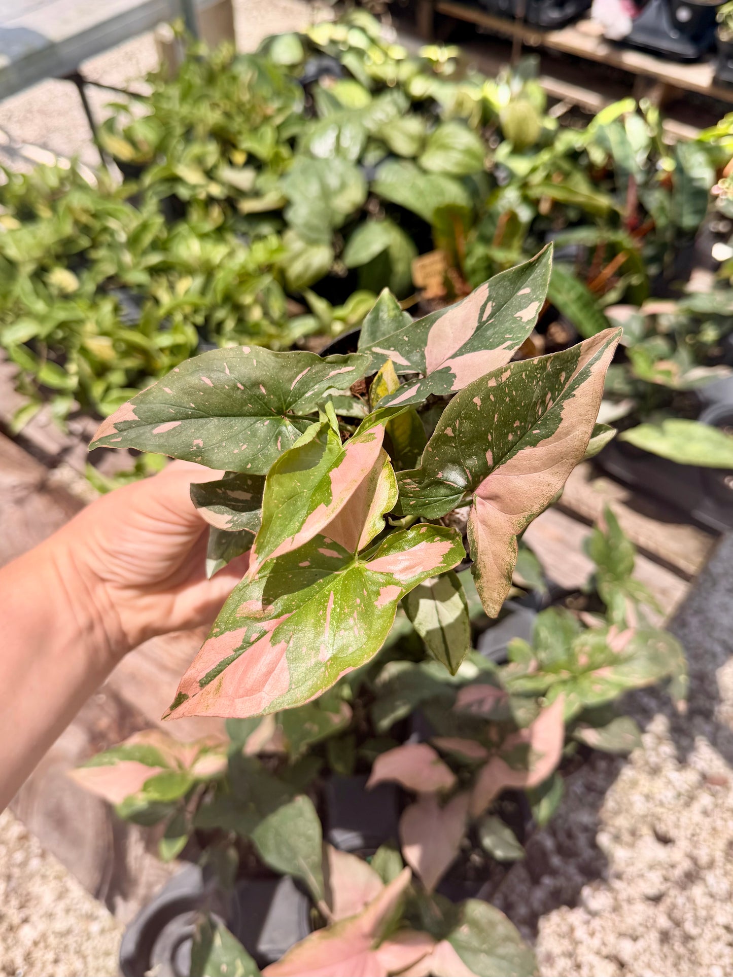 Syngonium Pink Splash