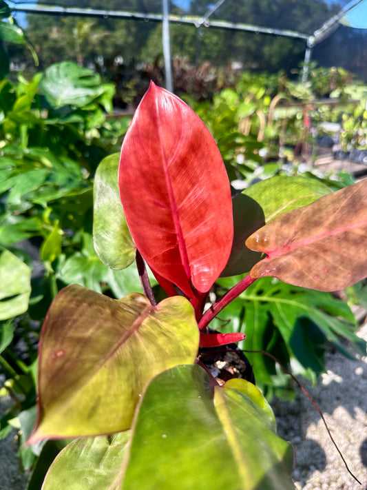 Philodendron McColley's Finale