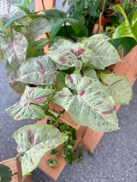 Syngonium Milk Confetti
