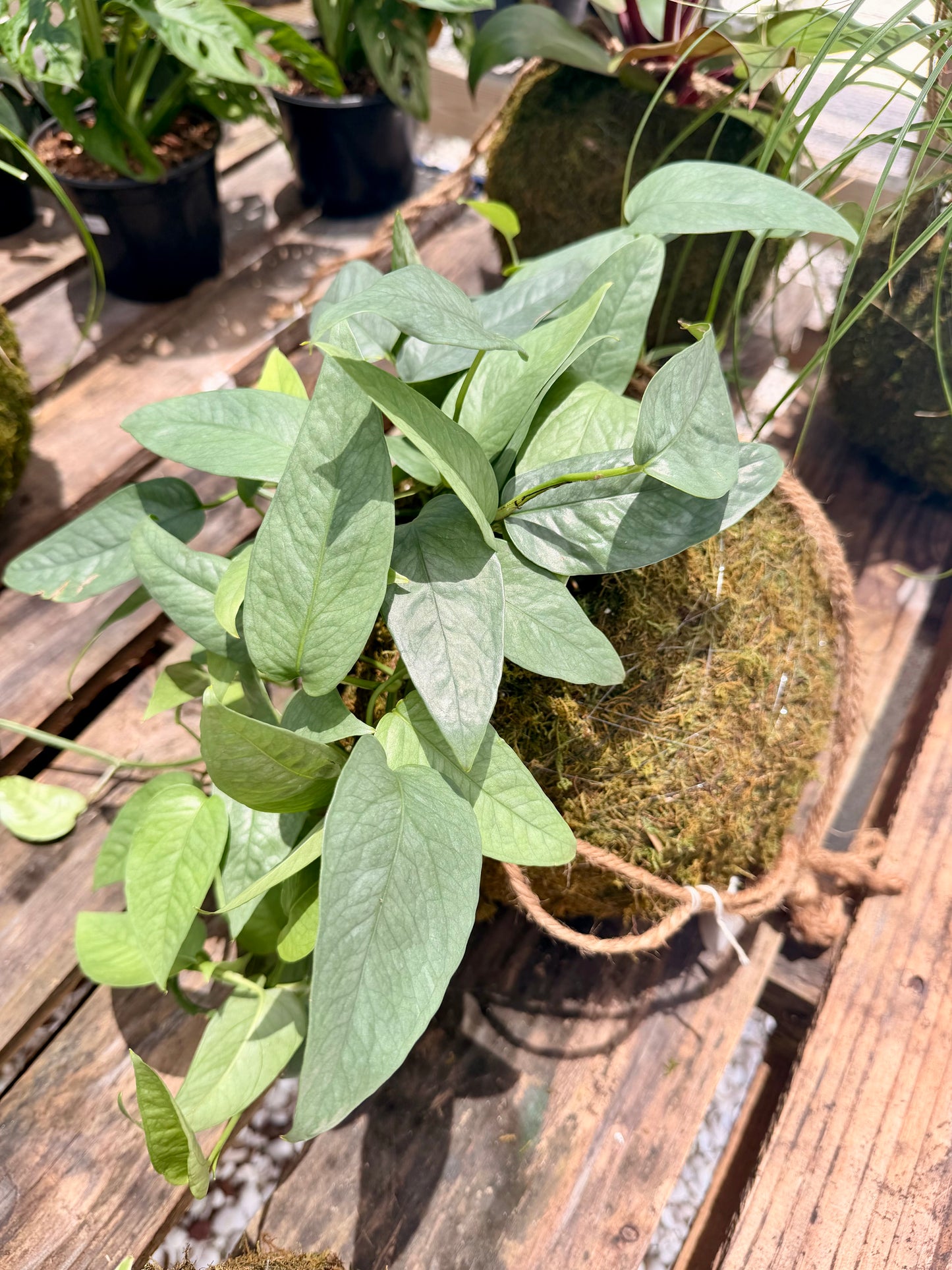 Kokedama Cebu Blue