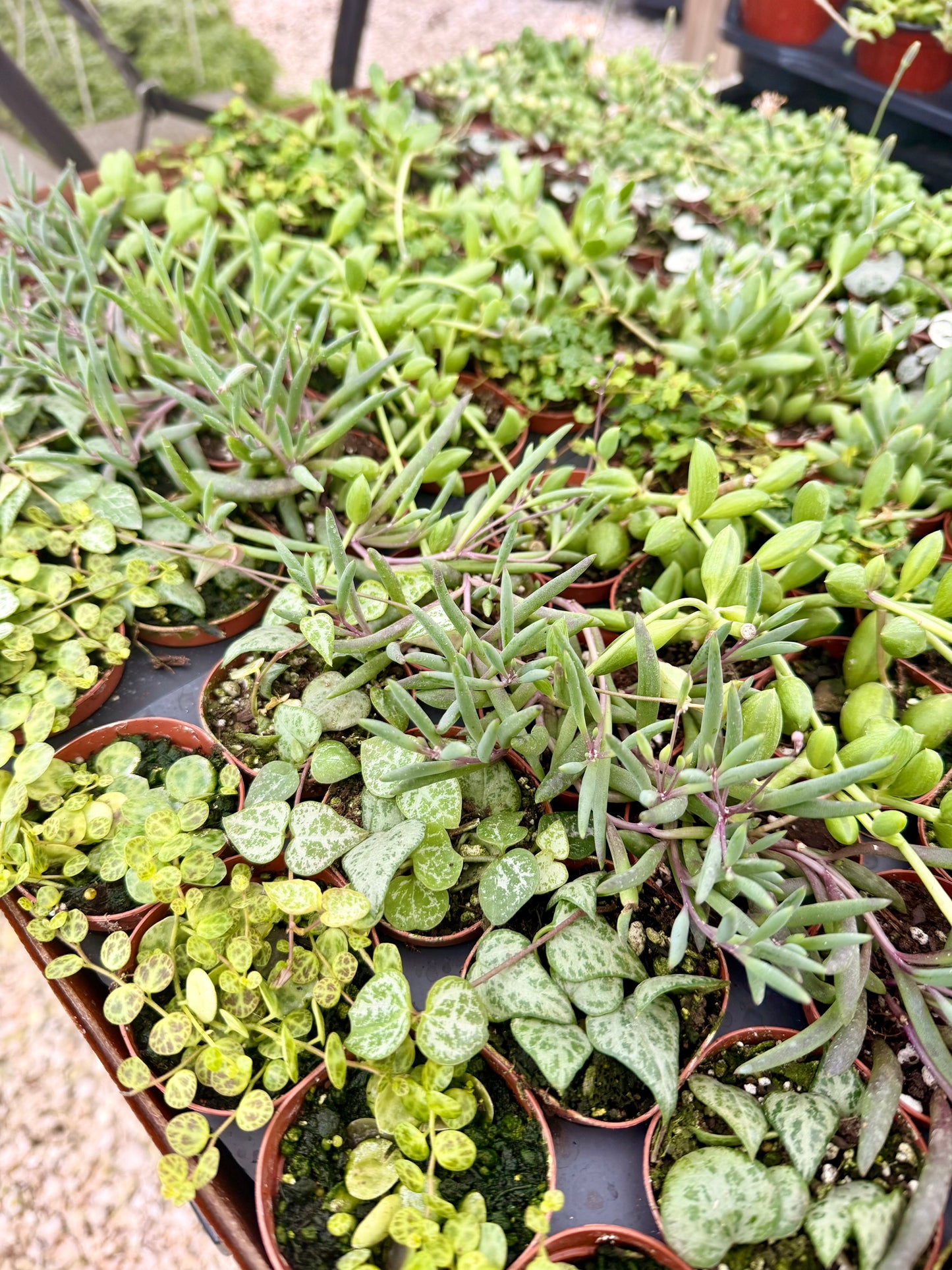 2" Mystery String Of Bundle