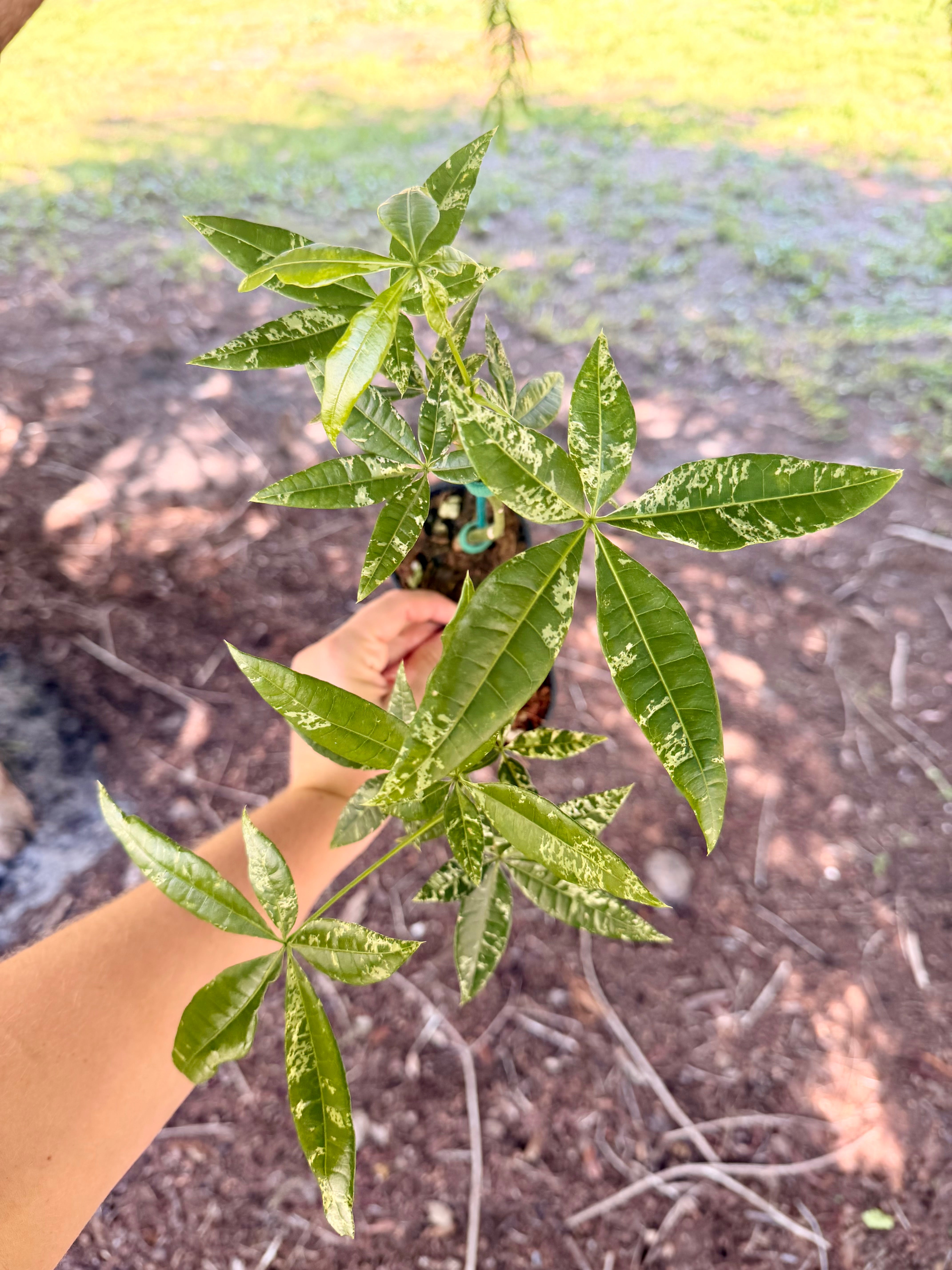 variegated money tree plant Money Tree Variegated