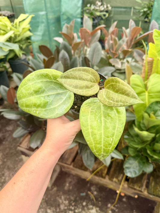 Hoya Sarawak