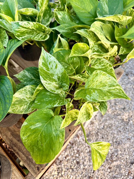 Epipremnum Marble Queen