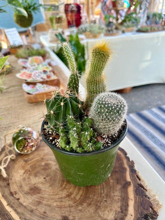 Mystery Cacti Garden