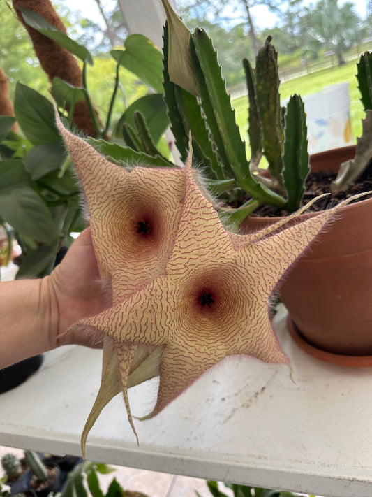 Stapalia Gigantea