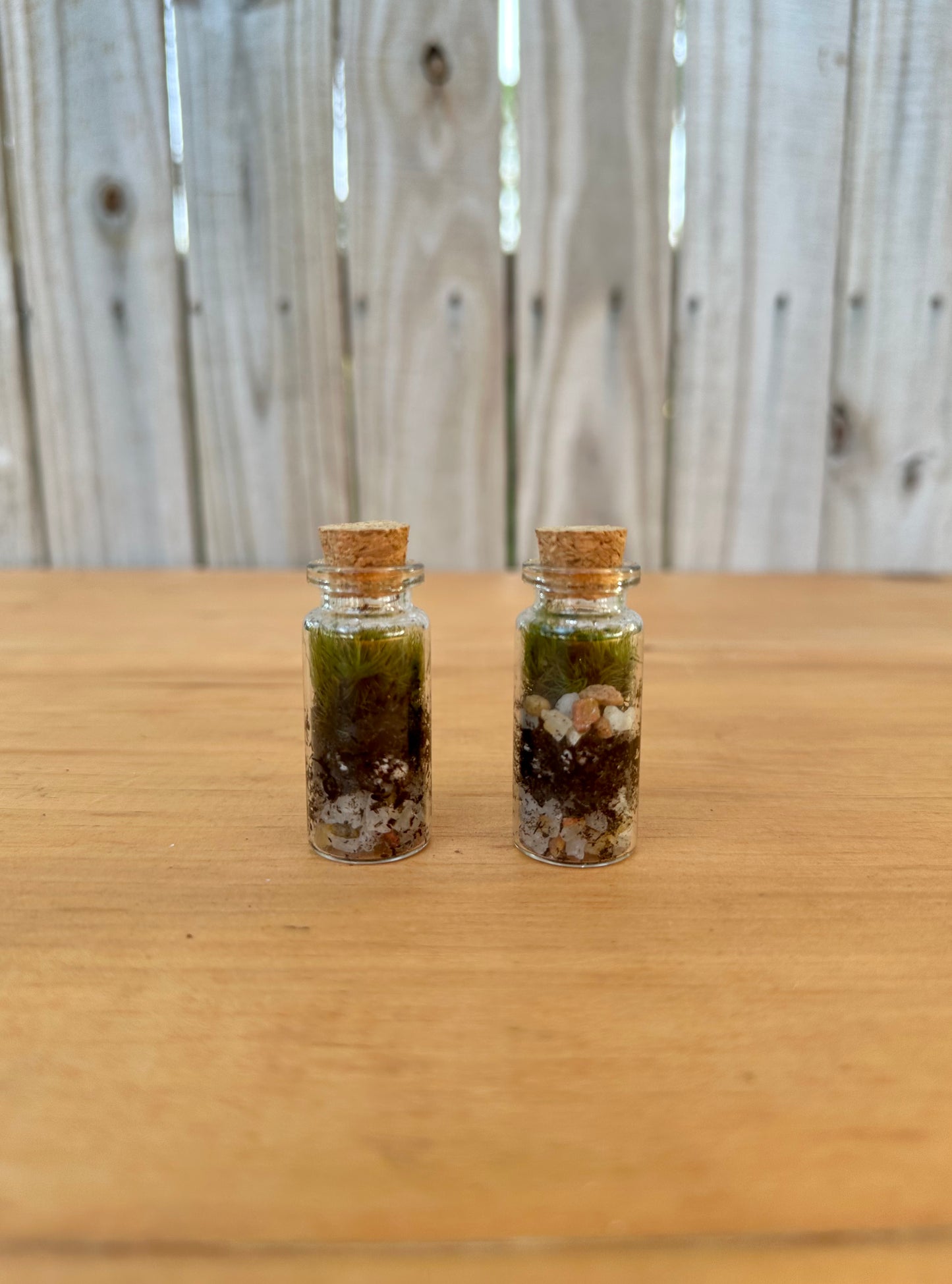 Mini Terrariums