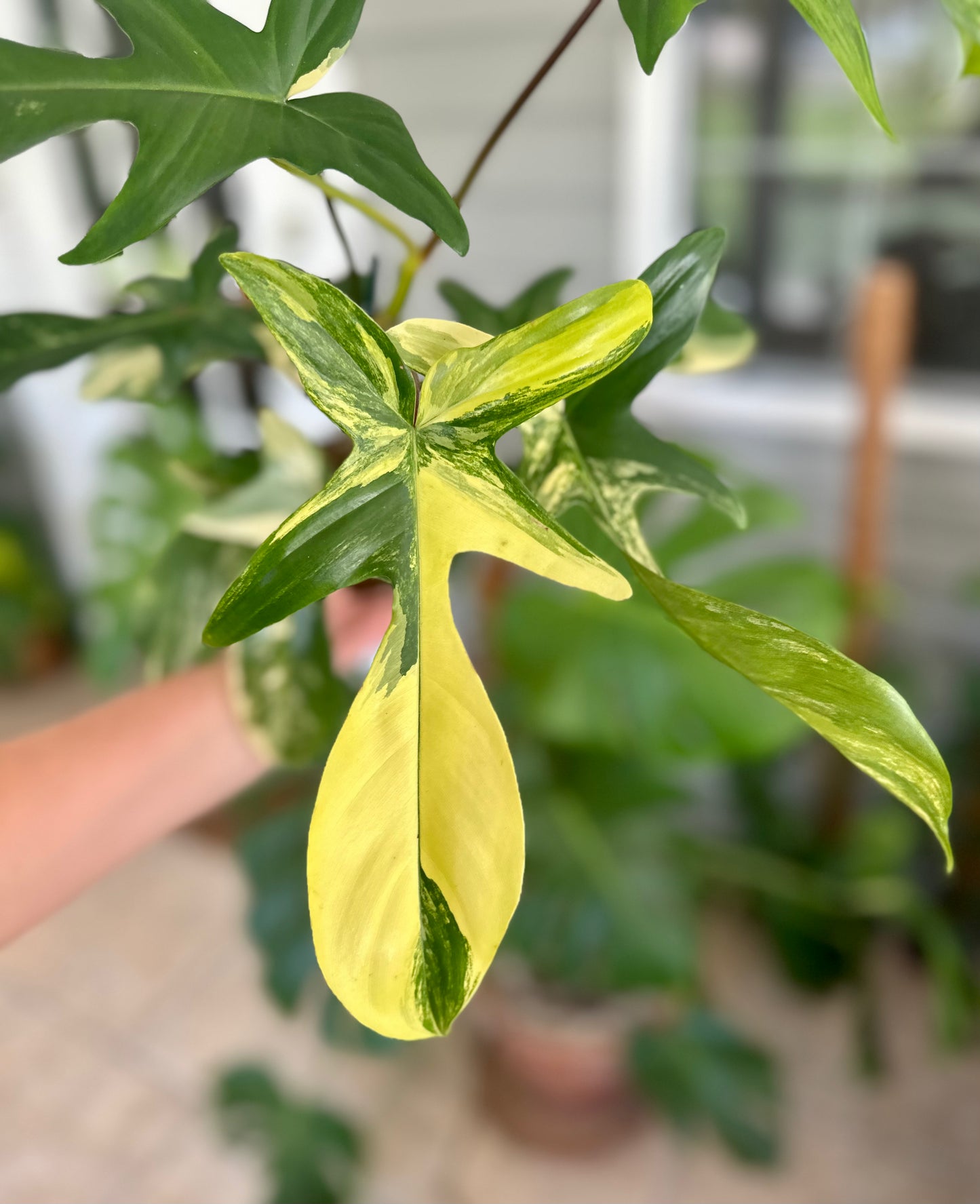 Philodendron Florida Beauty