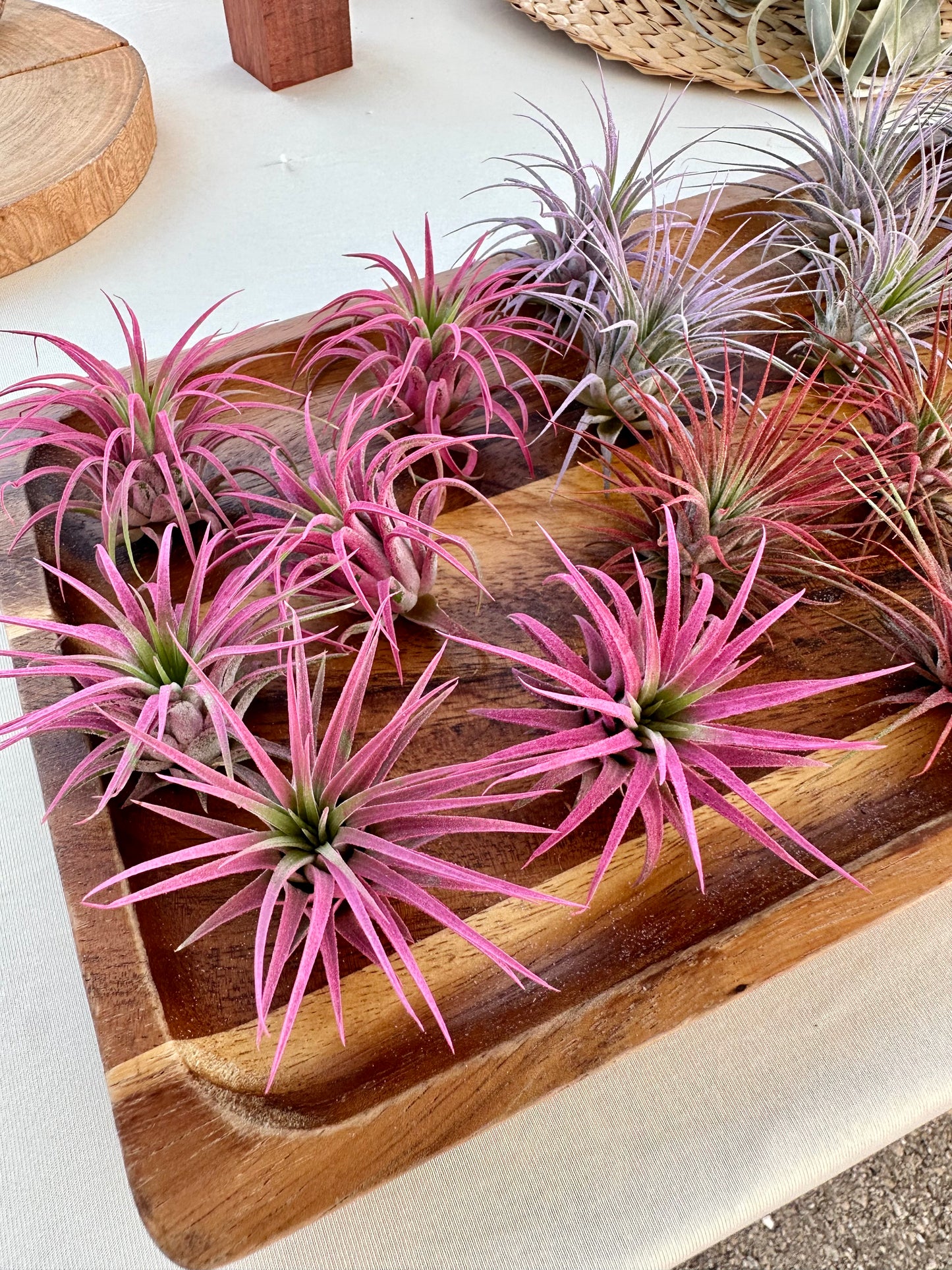 Tillandsia • Ionantha • Enhanced
