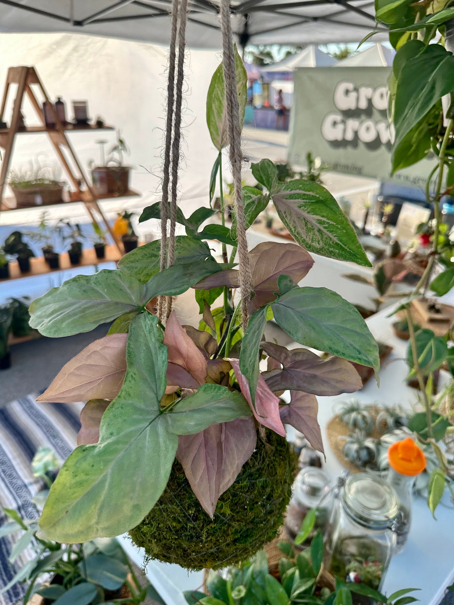 Kokedama Pink Perfection