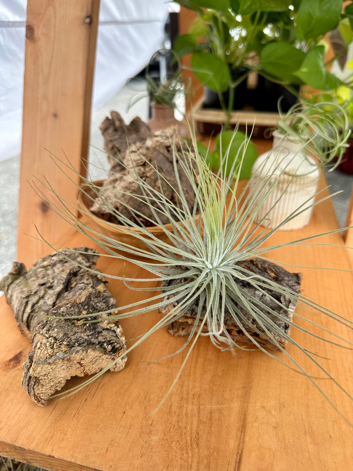 AP • Magnusiana Tillandsia