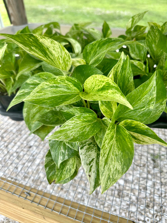 Epipremnum Marble Queen