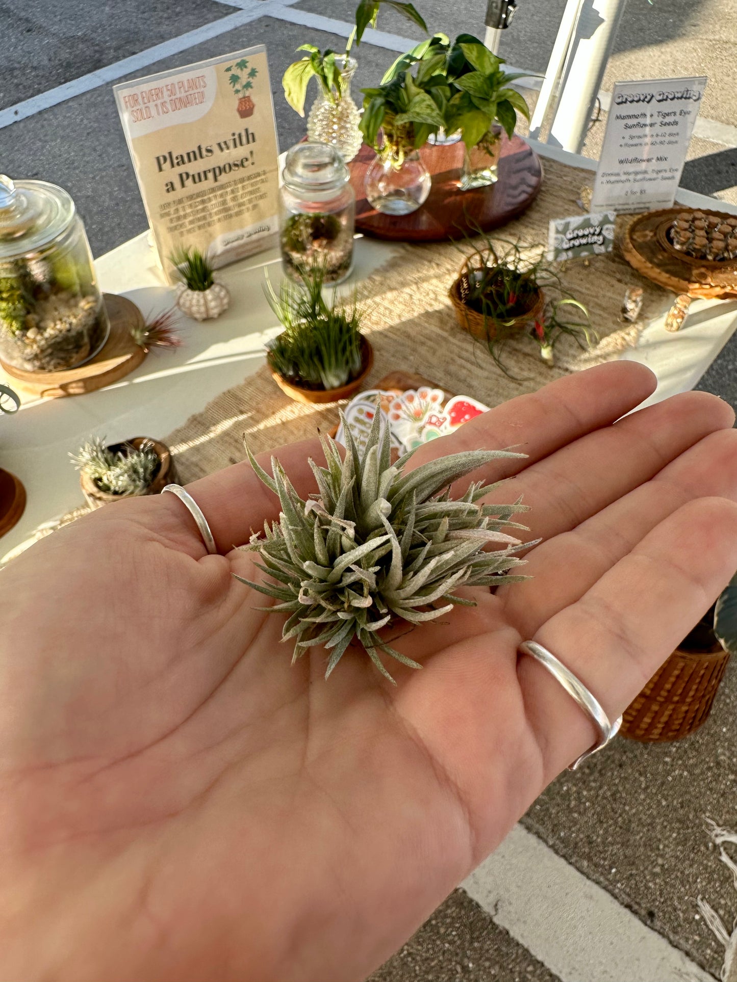 Tillandsia • Capitata Peach Ball
