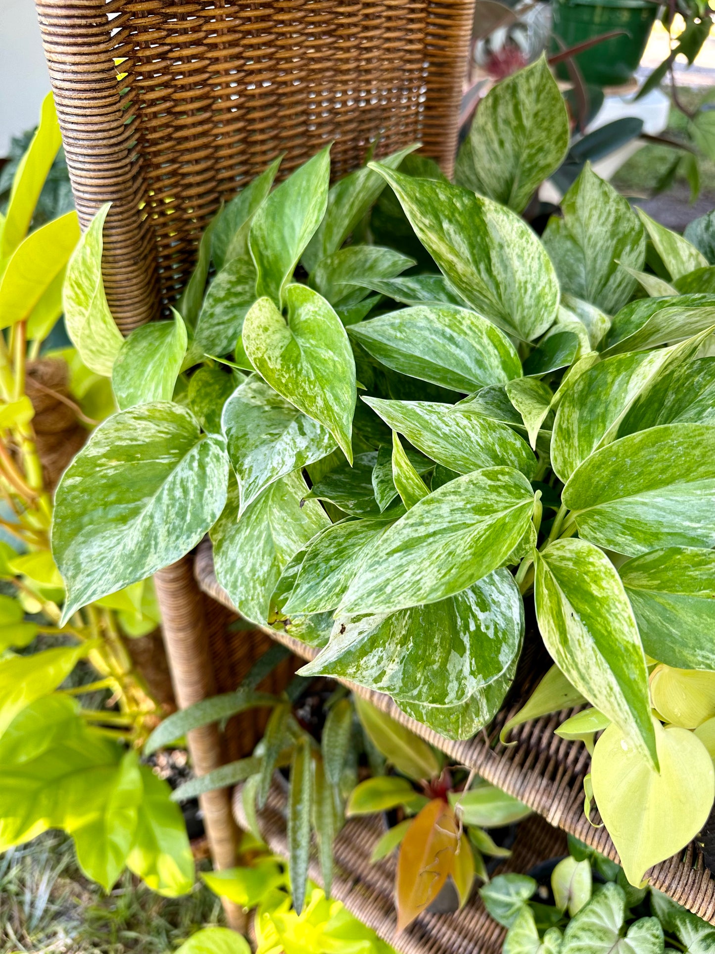 Epipremnum Marble Queen