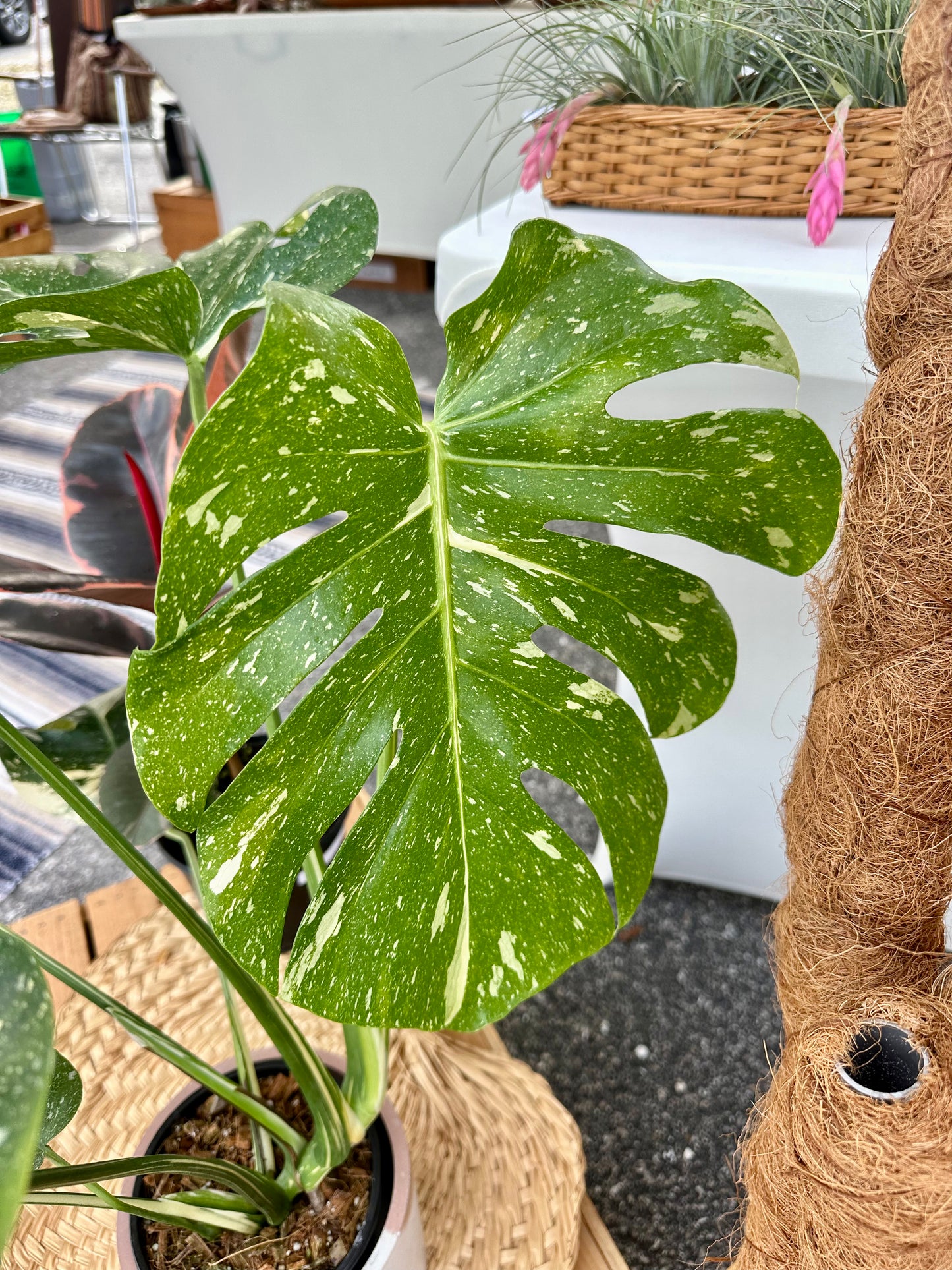 Monstera Thai Constellation