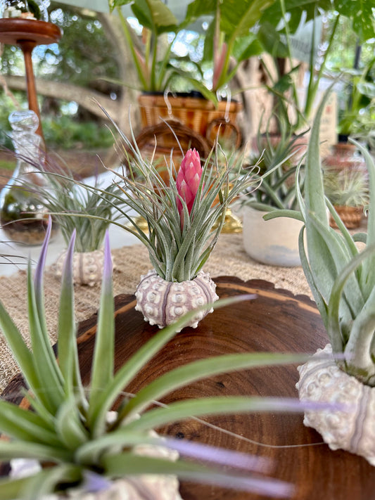 Sputnik Urchin