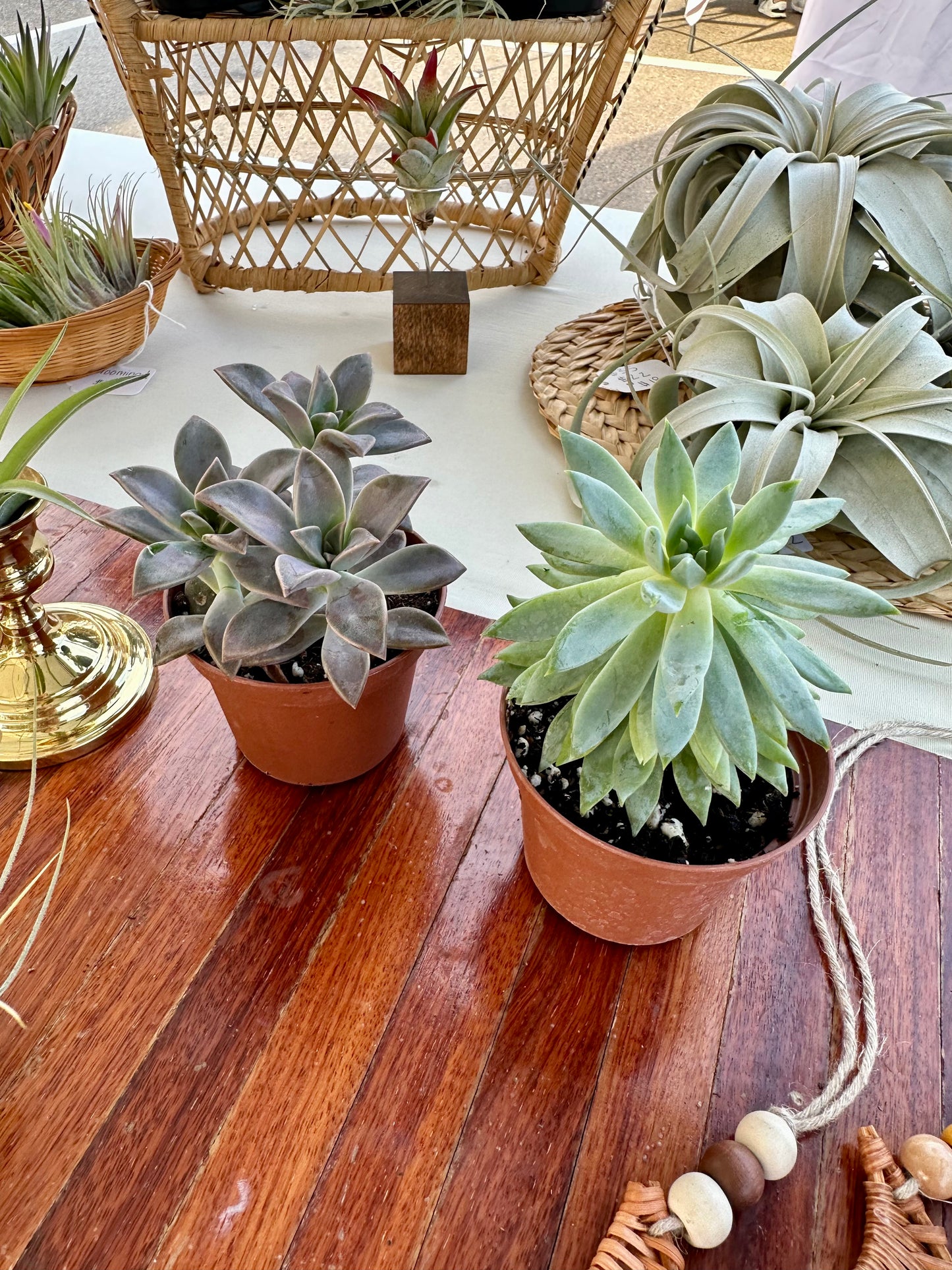 Mystery Succulents