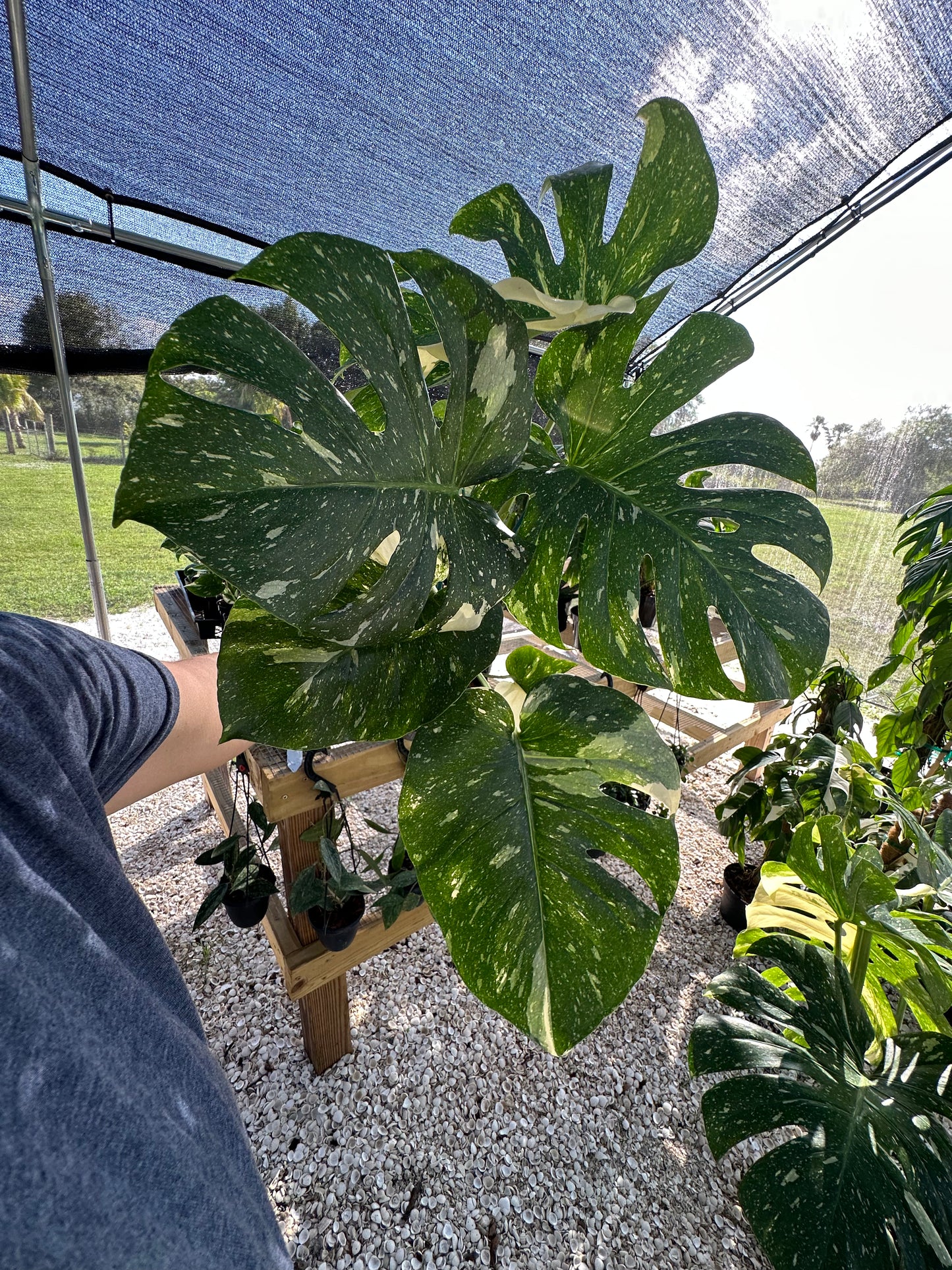 Monstera Thai Constellation