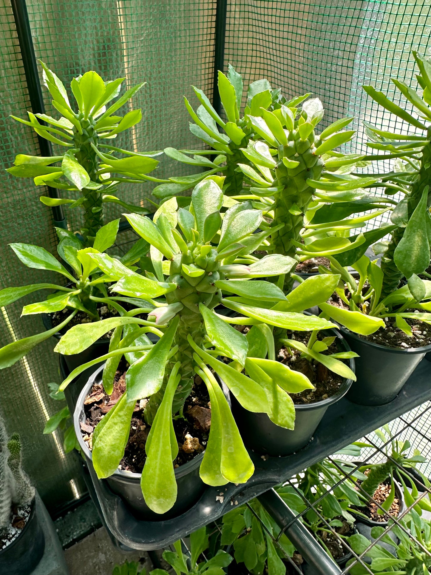 Euphorbia Neriifolia