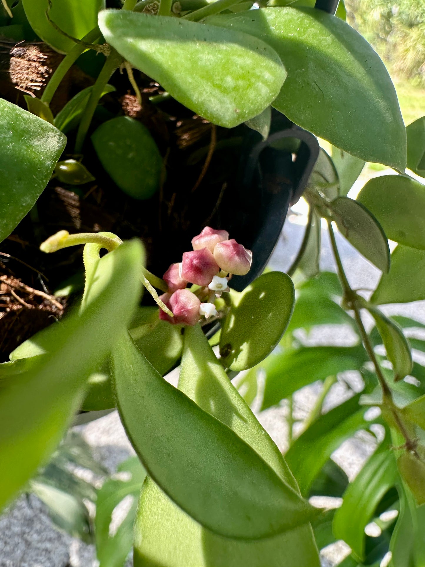 Hoya Heuschkeliana