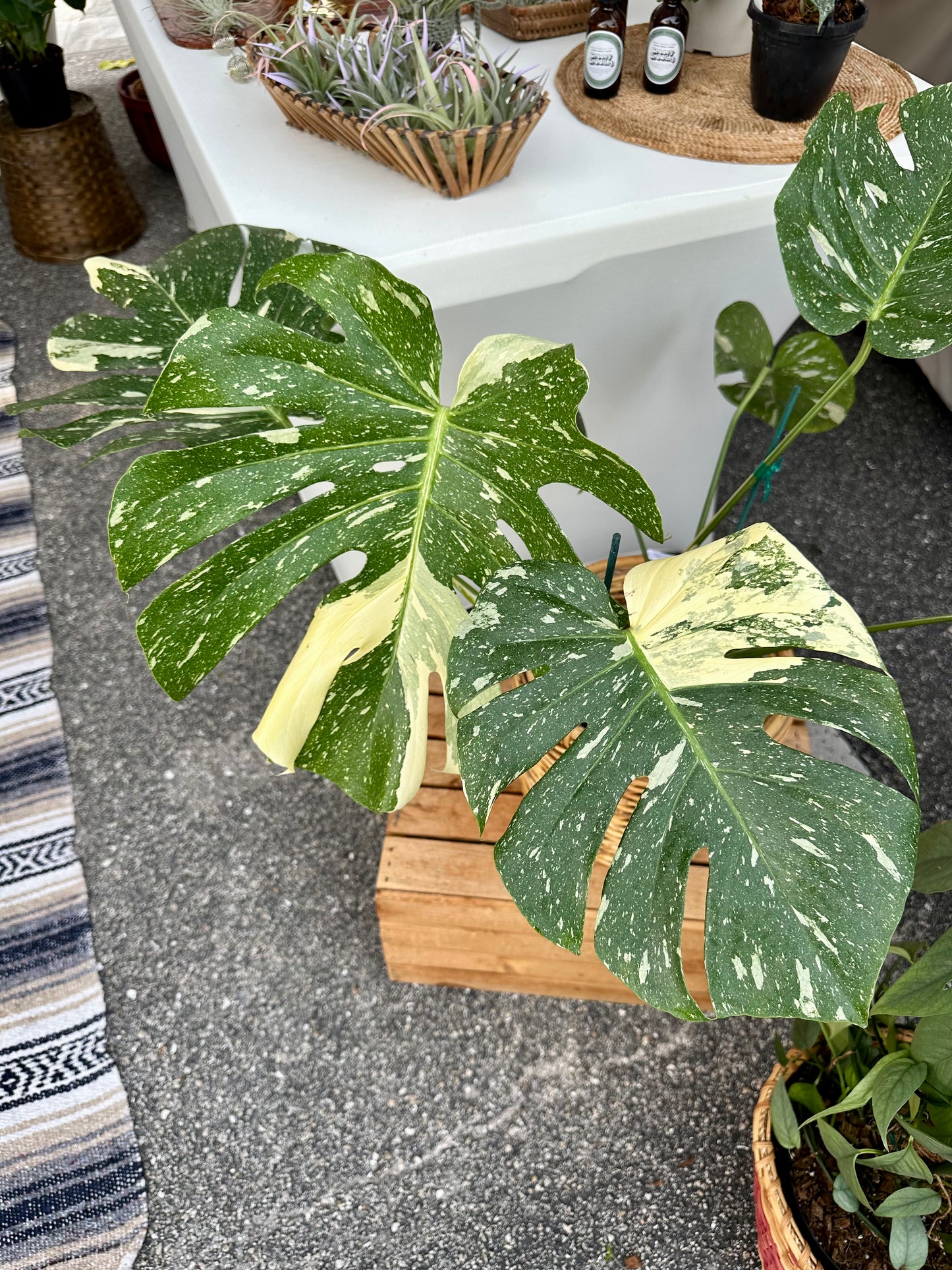 Monstera Thai Constellation