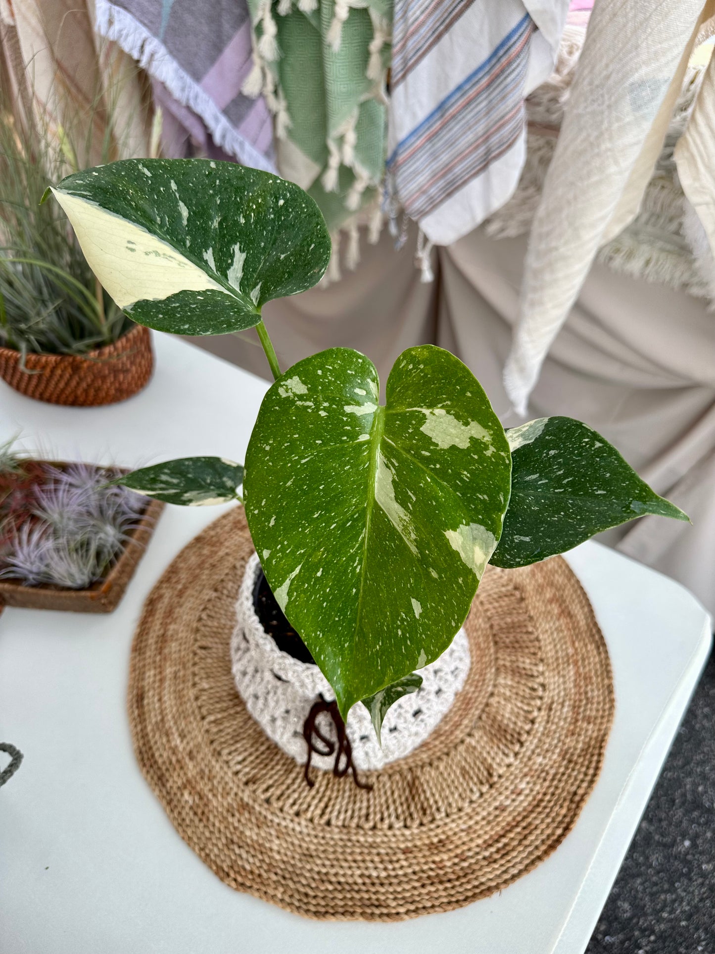 Monstera Thai Constellation