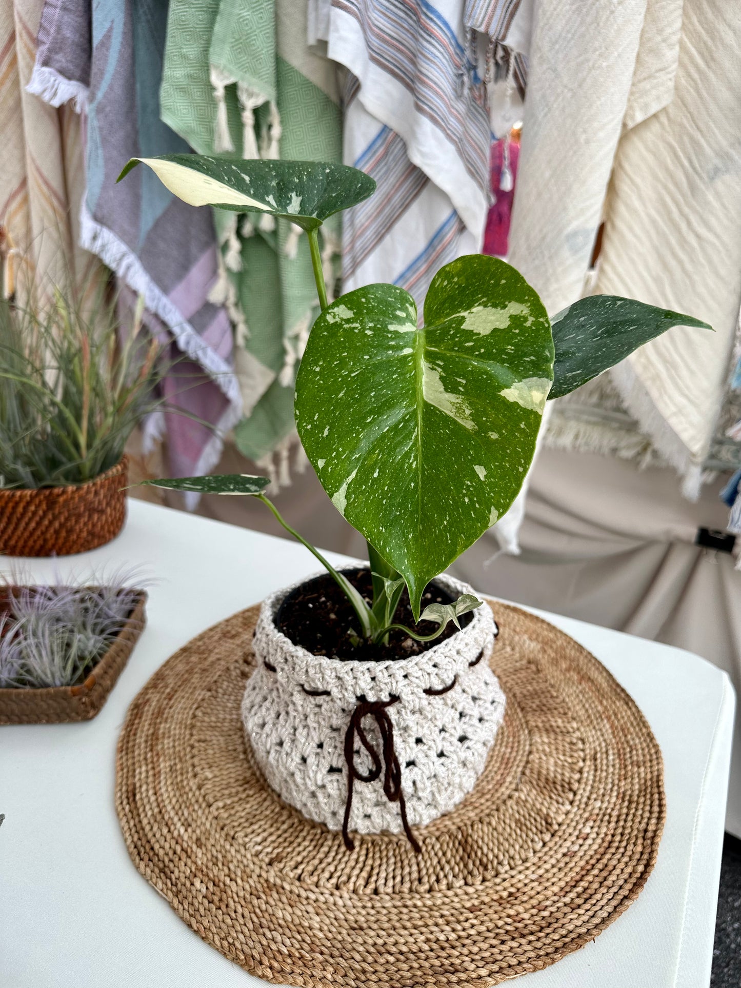 Monstera Thai Constellation