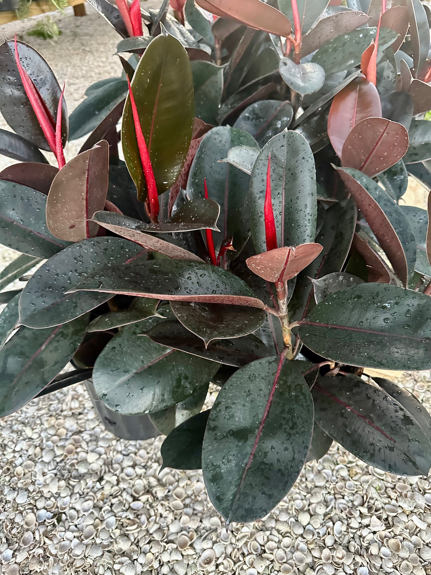 Ficus Burgundy