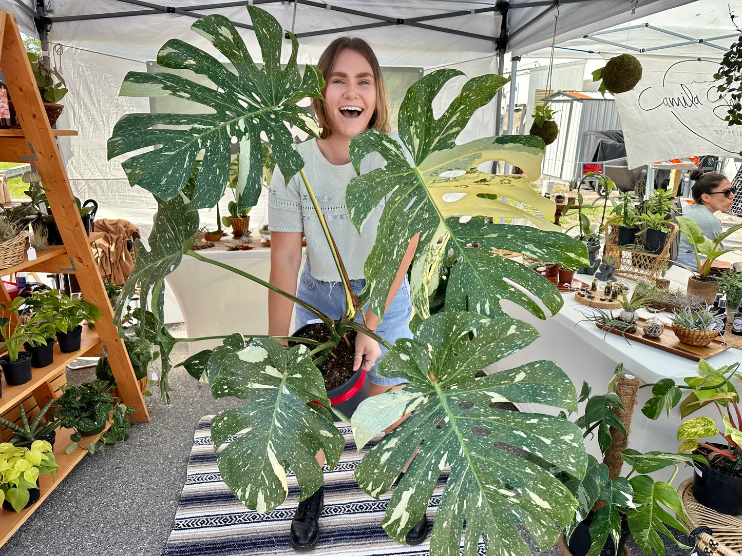 Monstera Thai Constellation