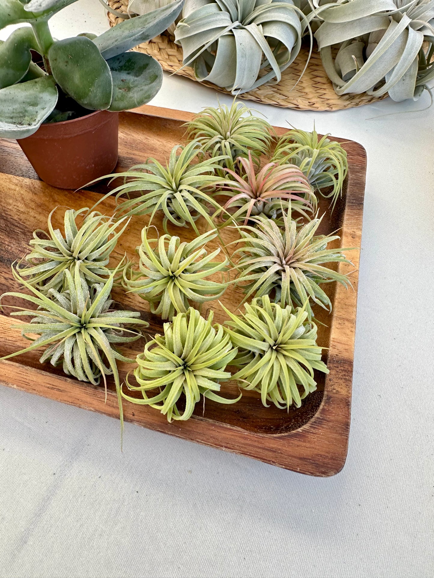 Tillandsia • Ionantha Curly