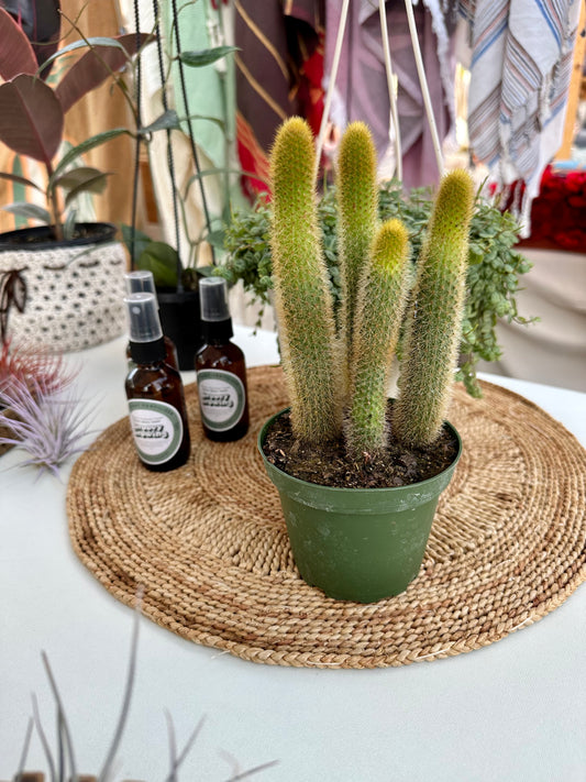 Fox Tail Cactus (Golden)