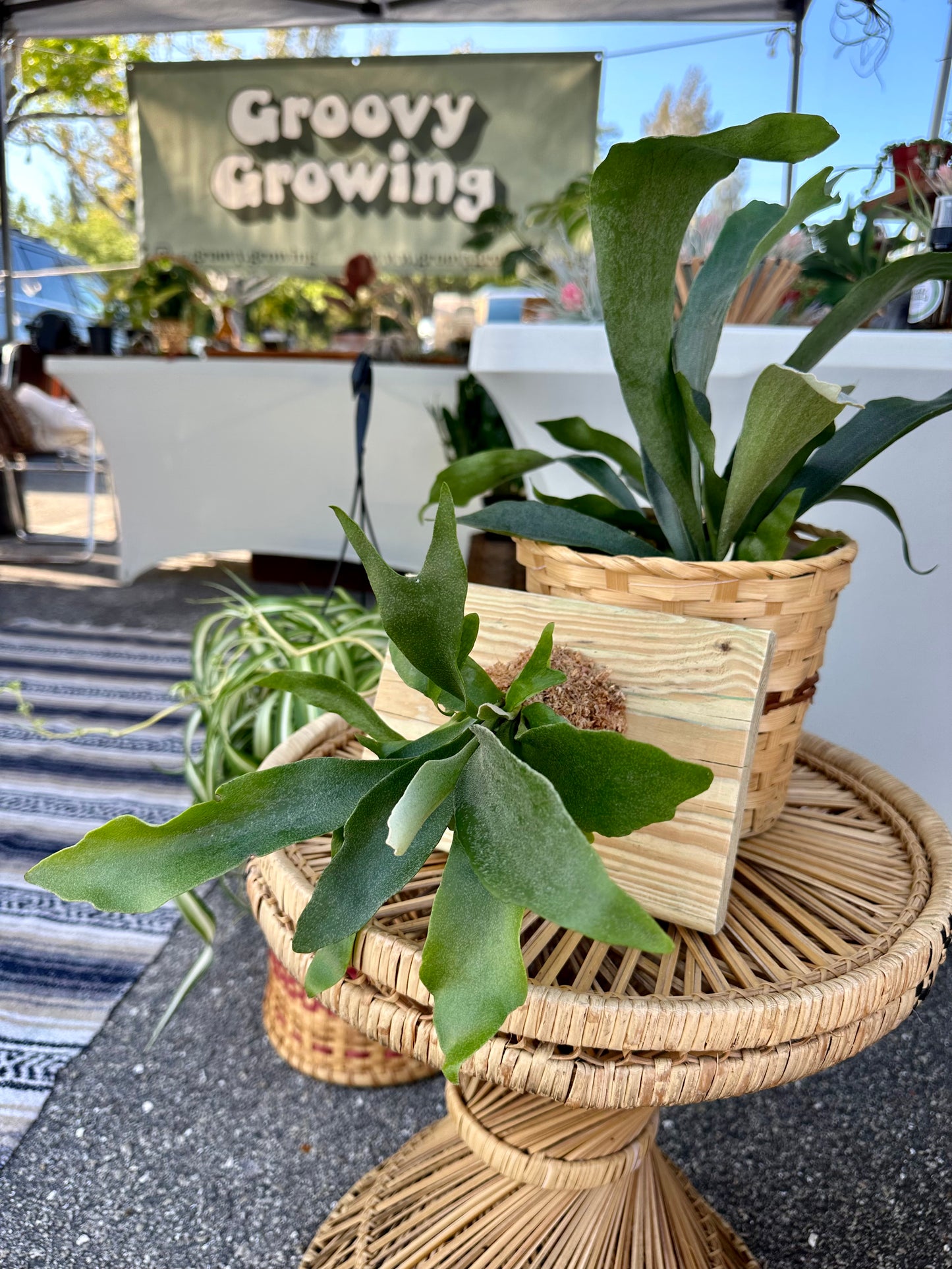 Mounted Staghorn Fern