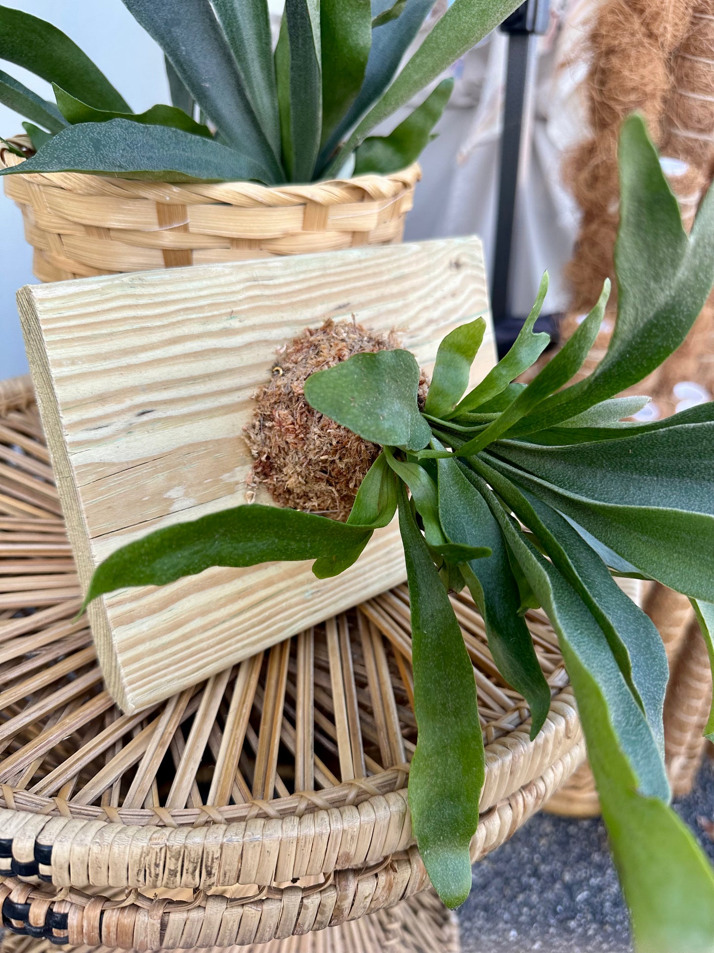 Mounted Staghorn Fern