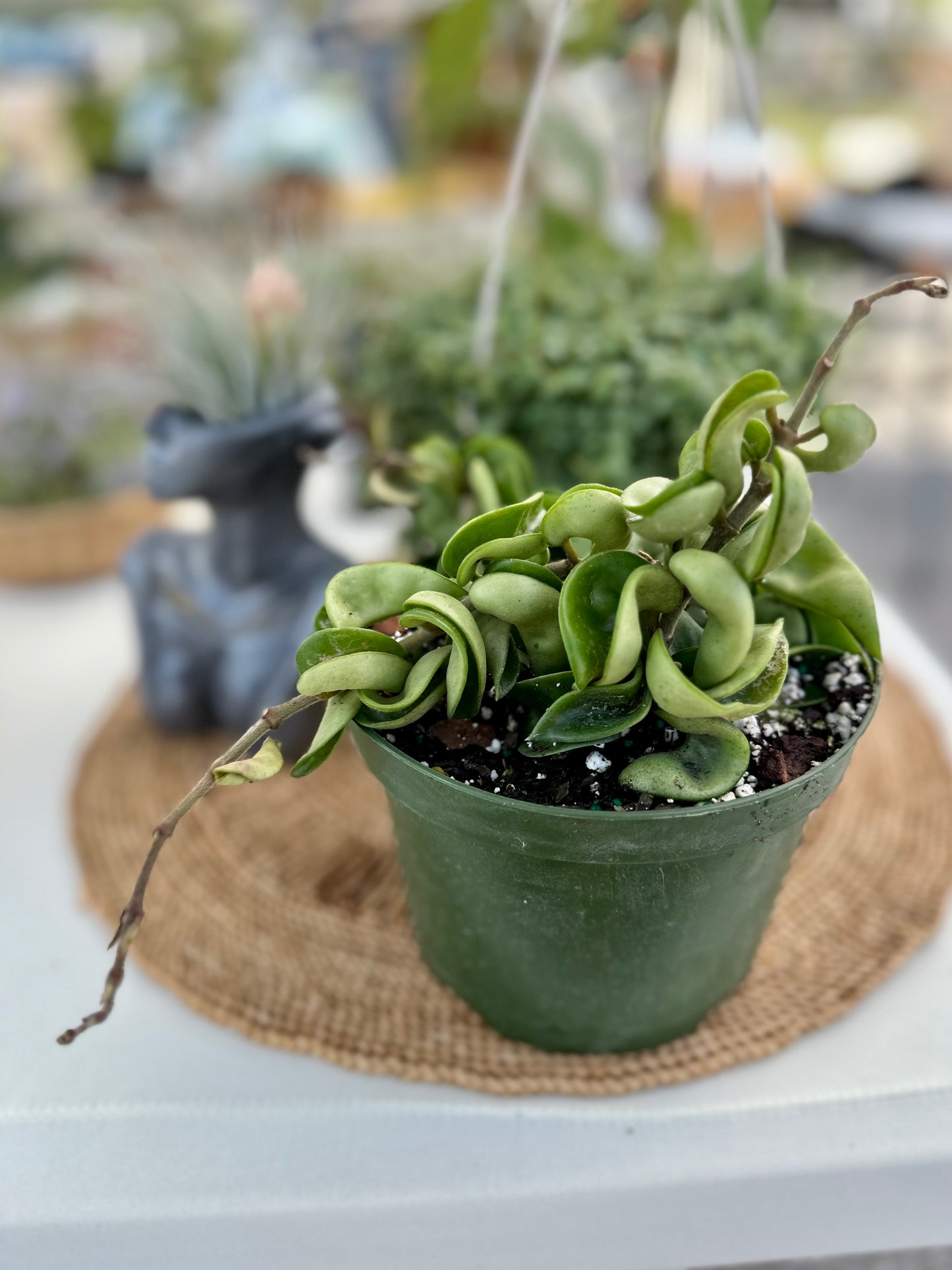 Hoya Carnosa Compacta