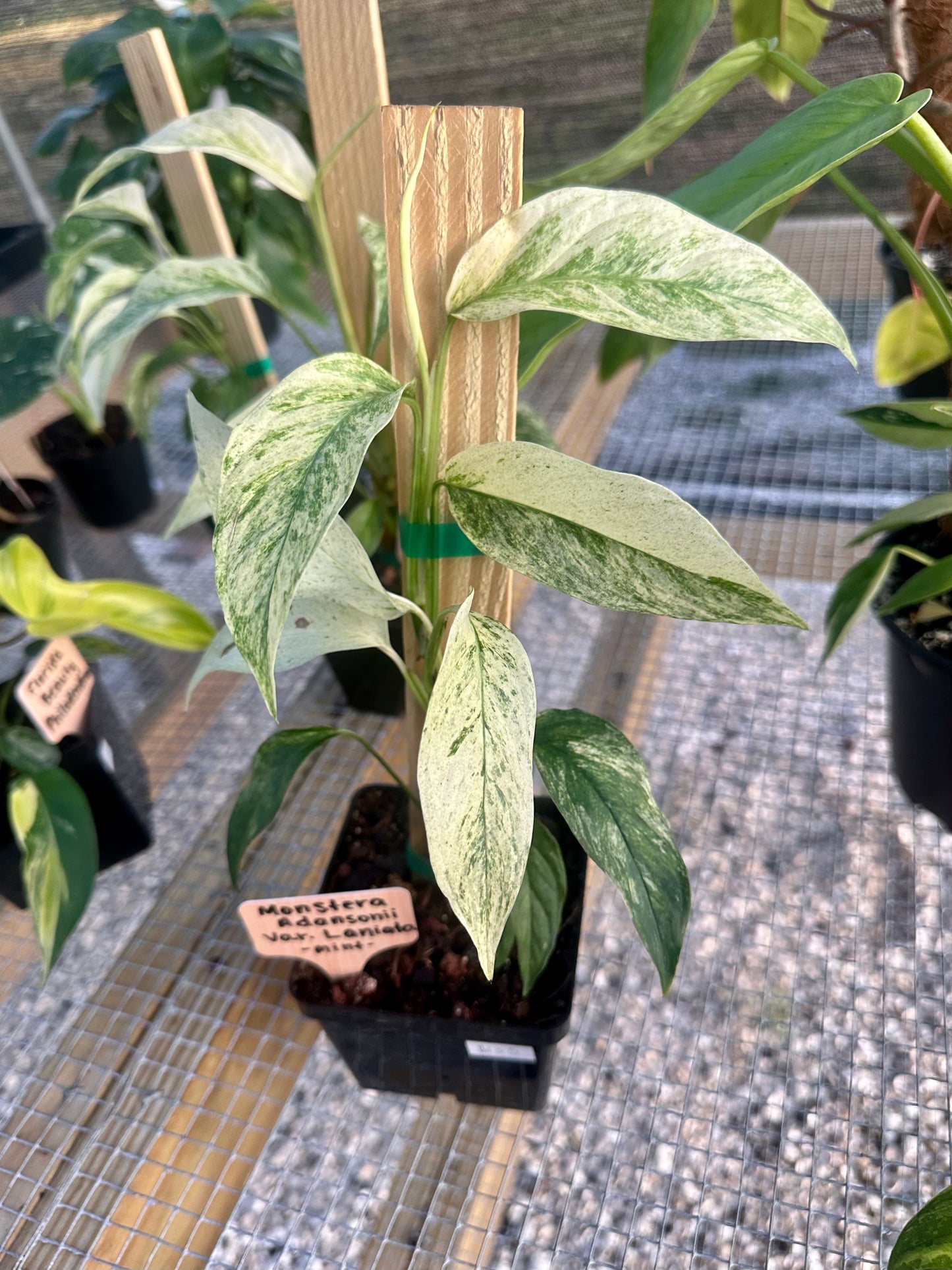 Monstera Adansonii Var Laniata Variegated (mint)
