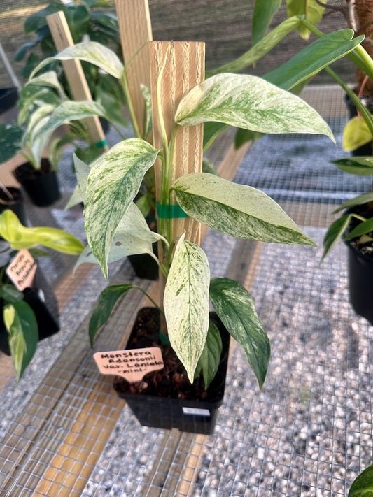 Monstera Adansonii Var Laniata Variegated (mint)