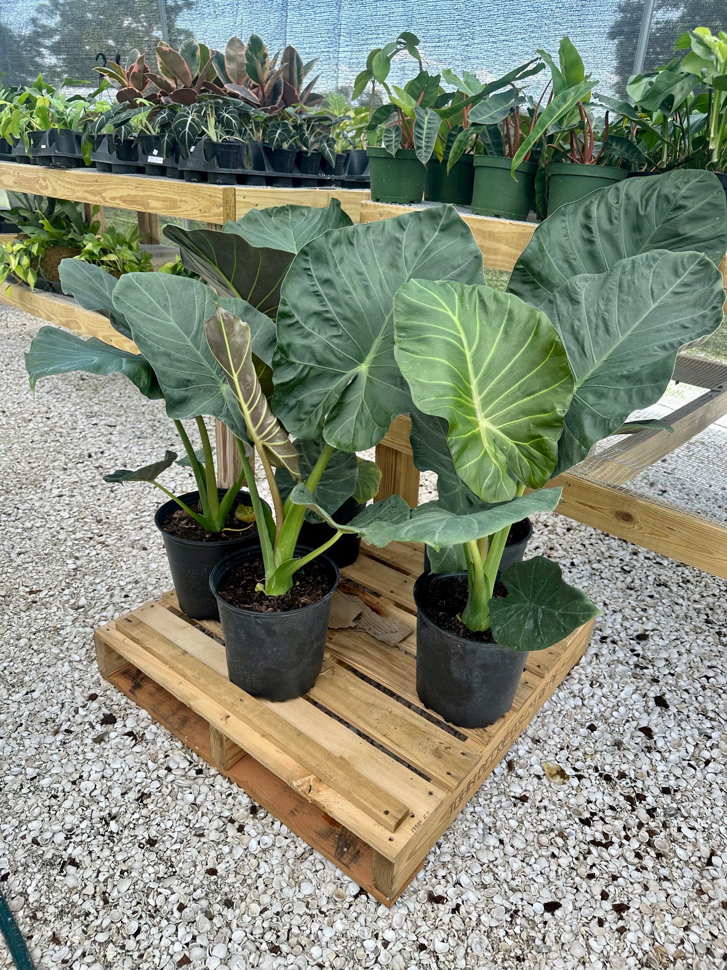 Alocasia Regal Shield