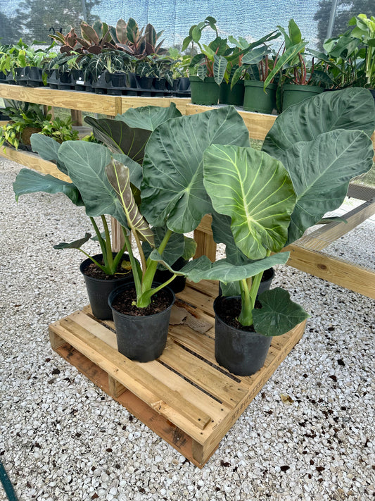 Alocasia Regal Shield