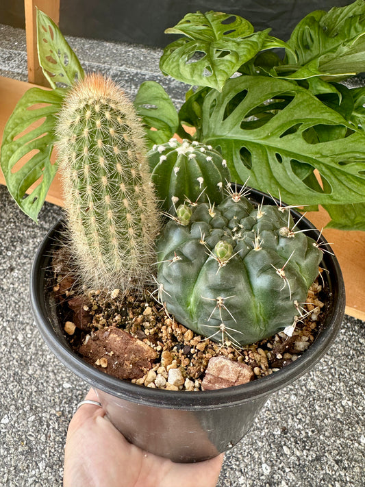 Mystery Cacti Garden