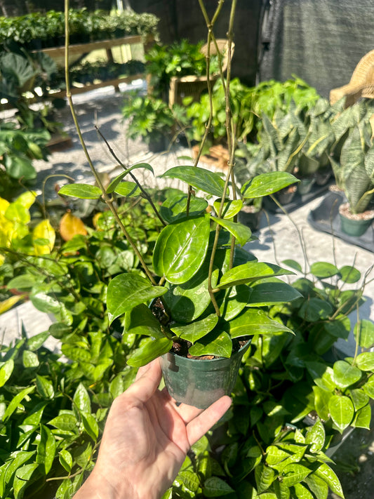 Hoya Parasitica Splash