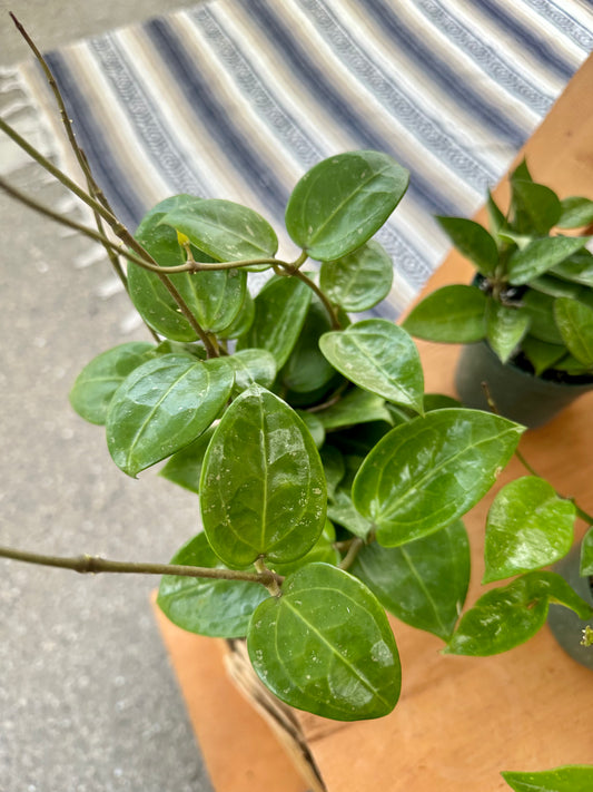 Hoya Parasitica Splash