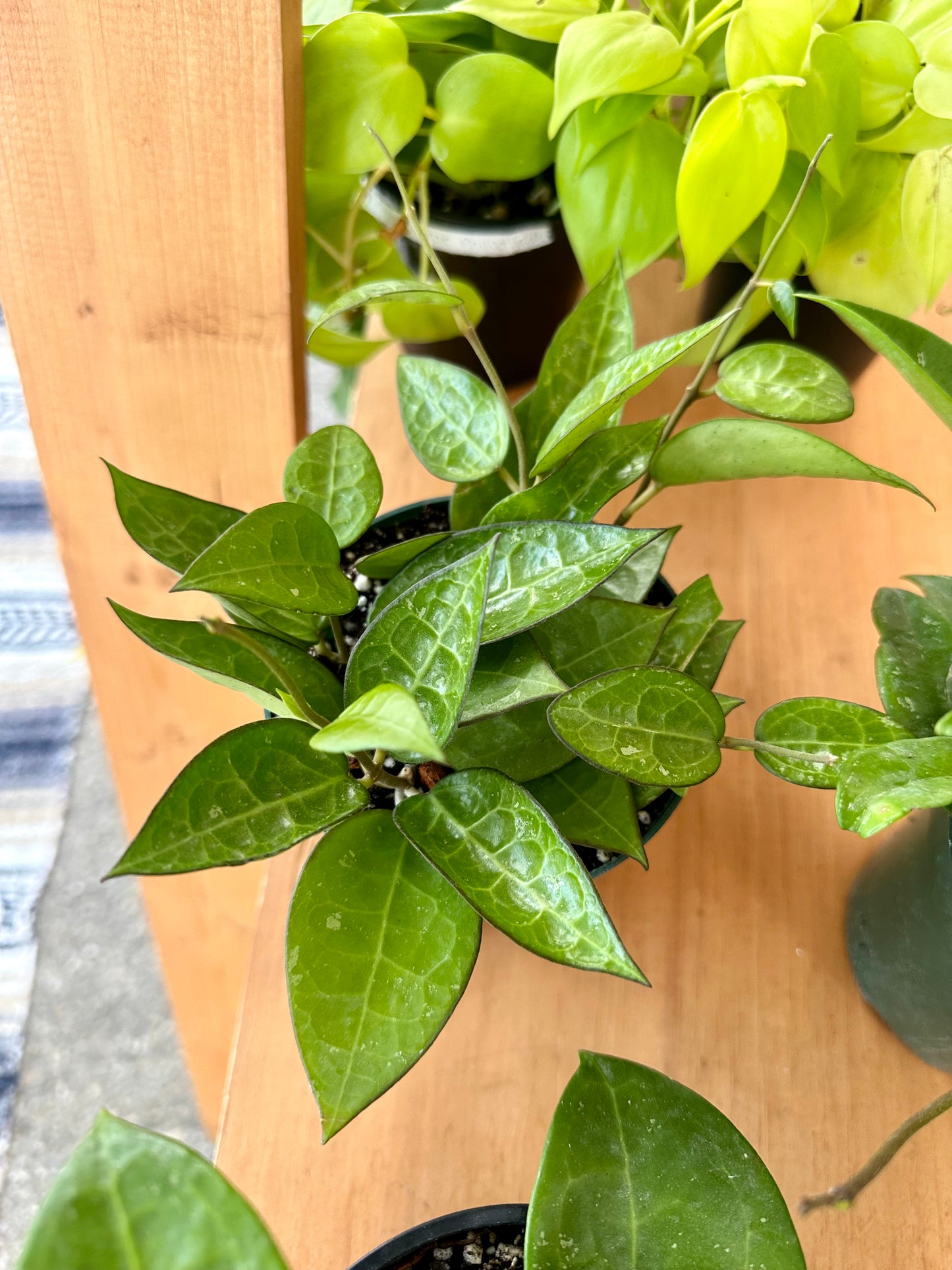 Hoya Black Margin
