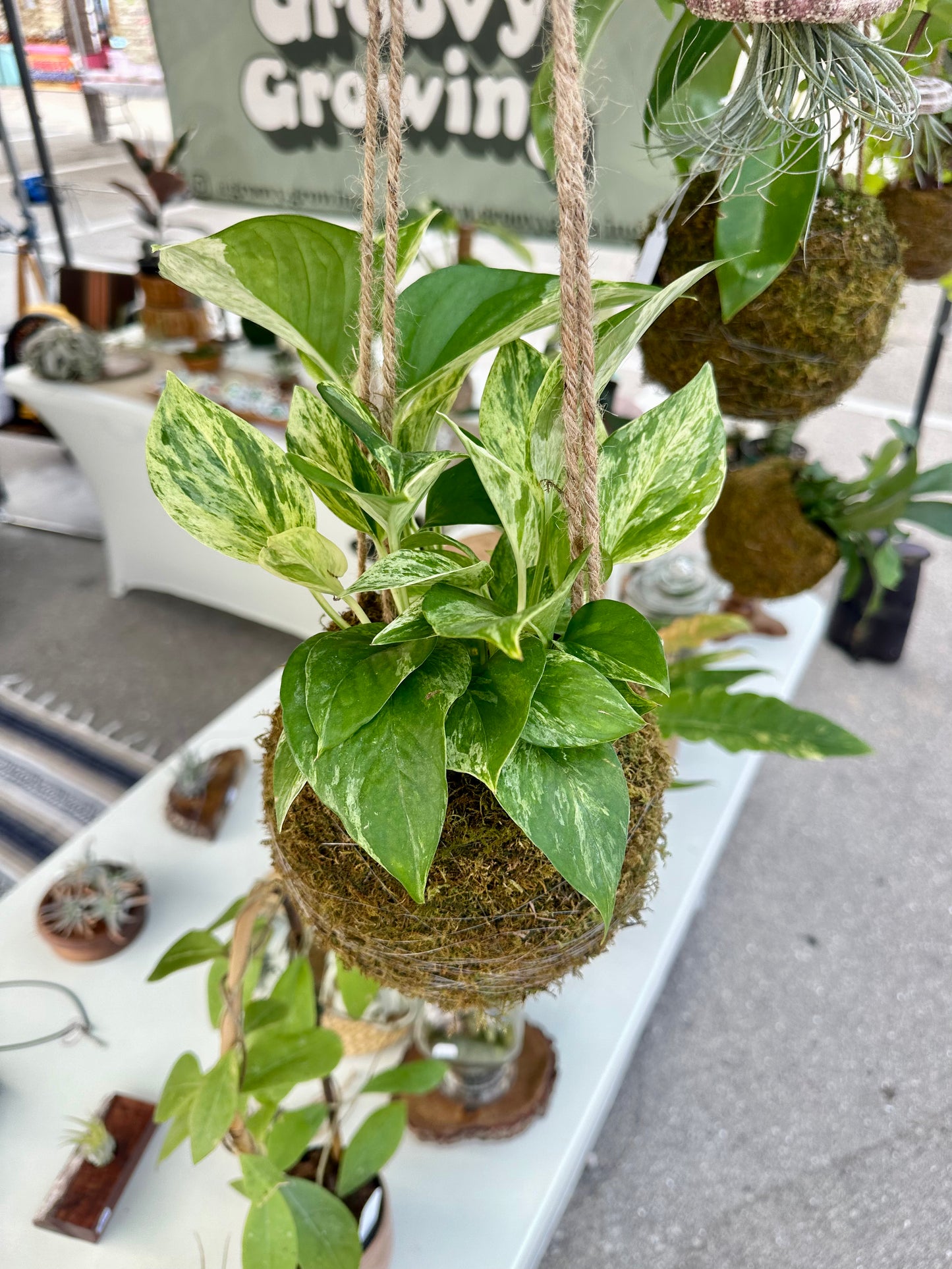 Kokedama Epipremnum Marble Queen