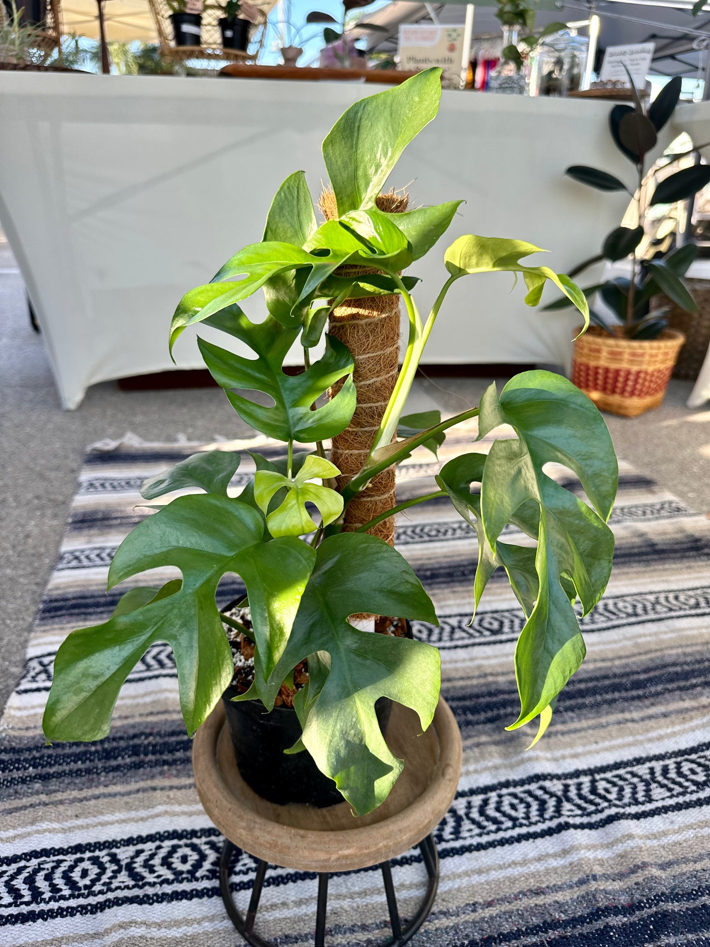 Rhaphidiphora Tetrasperma (Mini Monstera)